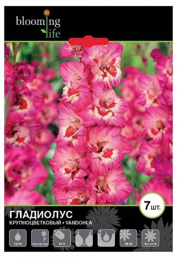 

Саженцы Гладиолус «Цветочный альянс» De Ree 12/14 Вандохла, 7 шт