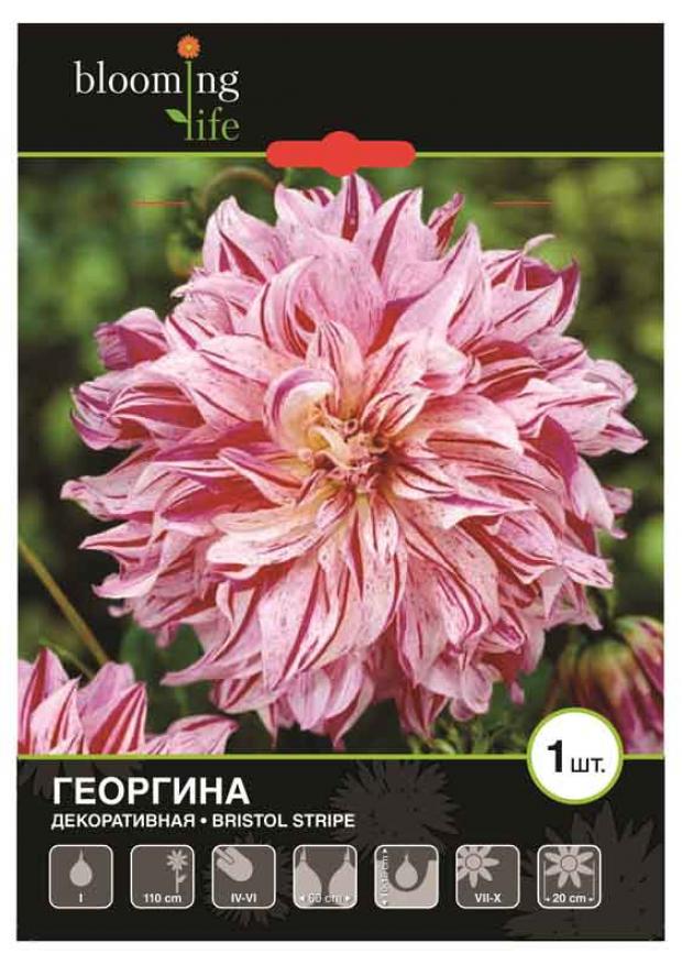 

Саженцы Георгина «Цветочный альянс» De Ree Бристол Страйп, 1 шт