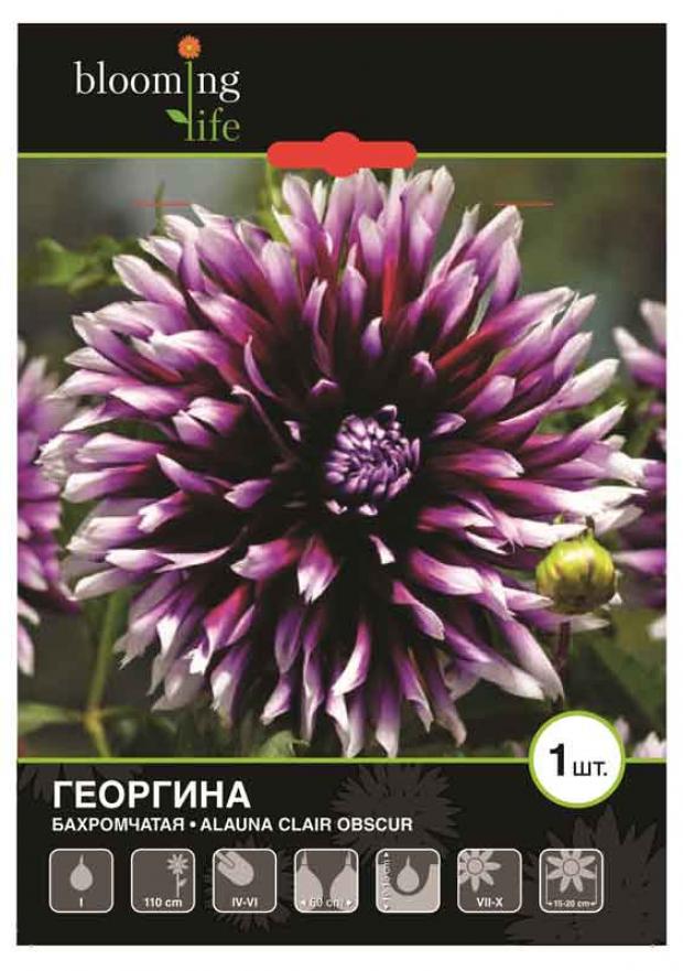 

Саженцы Георгина «Цветочный альянс» De Ree Алауна Клер Обскур, 1 шт
