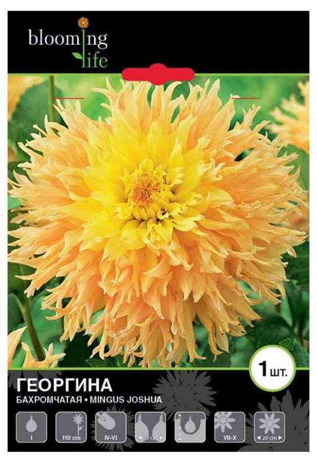 

Саженцы Георгина «Цветочный альянс» De Ree Мингус Джошуа, 1 шт