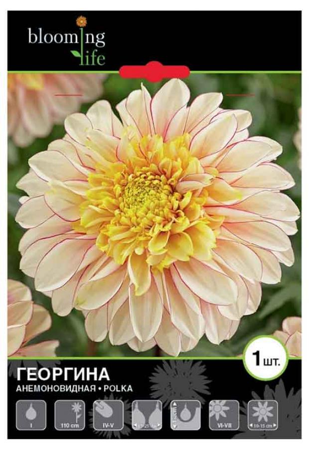 

Саженцы Георгина «Цветочный альянс» Полька анемоновидная, 1 шт