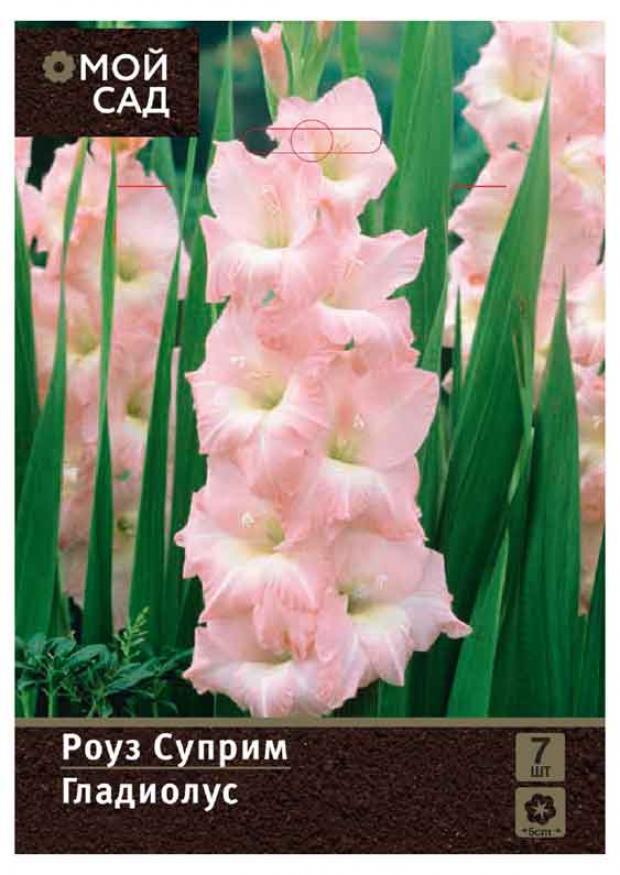 

Саженцы Гладиолус «Цветочный альянс» De Ree 10/12 Роуз Суприм, 7 шт