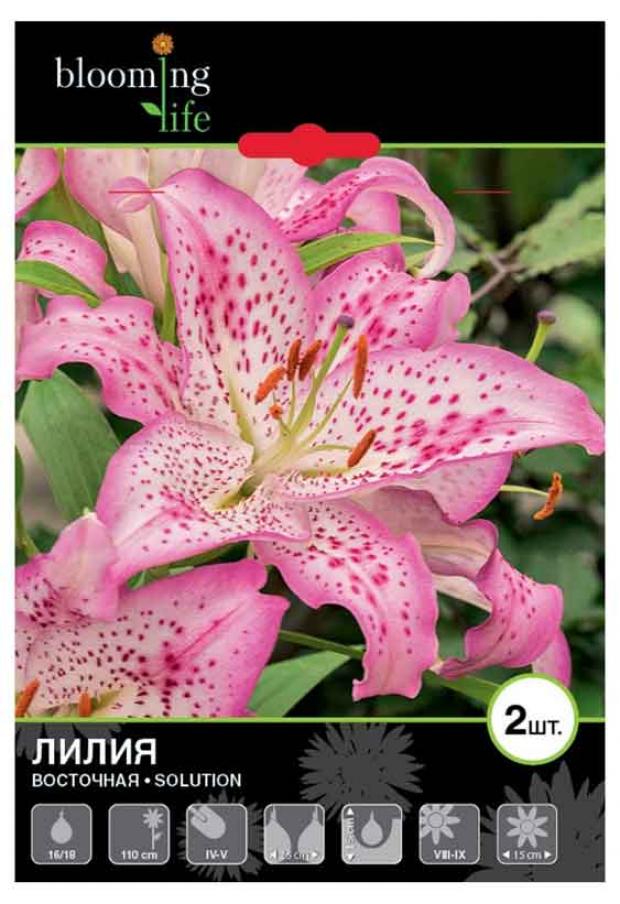 

Саженцы Лилия «Цветочный альянс» Солюшн 16/18 восточная, 2 шт