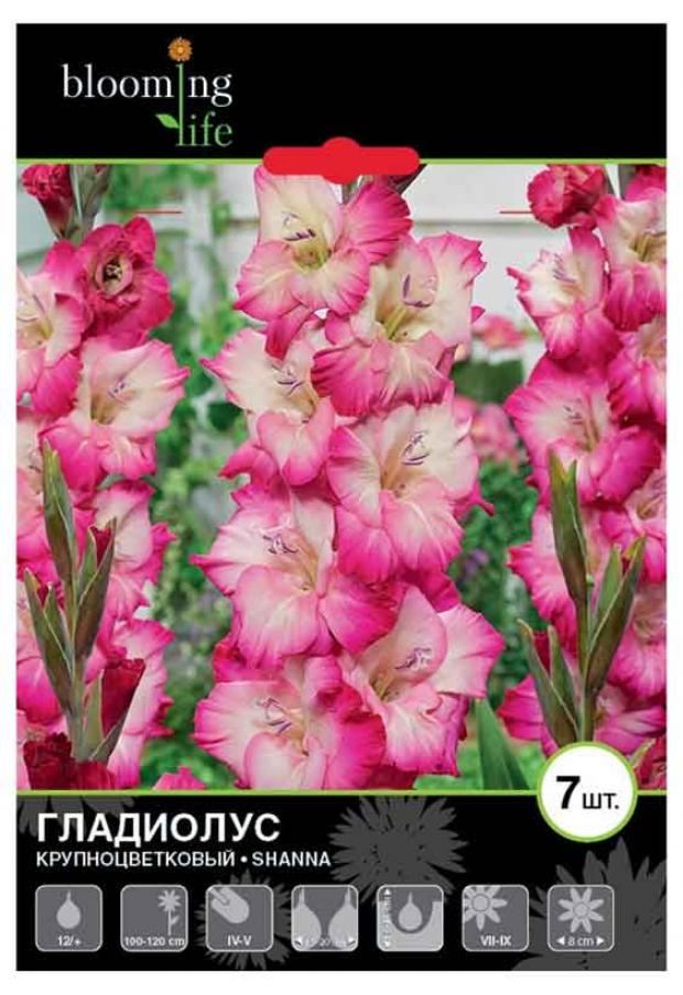 

Саженцы Гладиолус «Цветочный альянс» Шанна 12/+ крупноцветковый, 7 шт