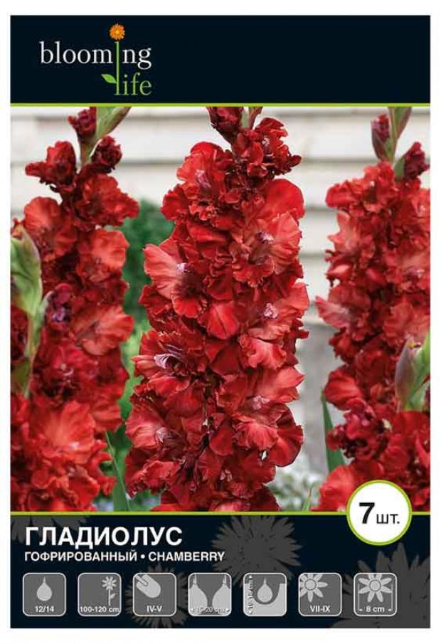 

Саженцы Гладиолус «Цветочный альянс» Чамберри 12/14 гофрированный, 7 шт