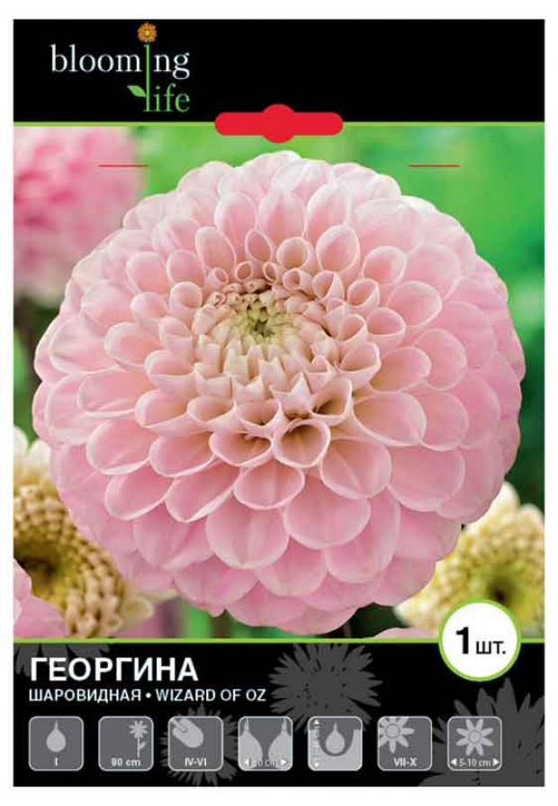 

Саженцы Георгина «Цветочный альянс» Визард Оф Оз шаровидная, 1 шт