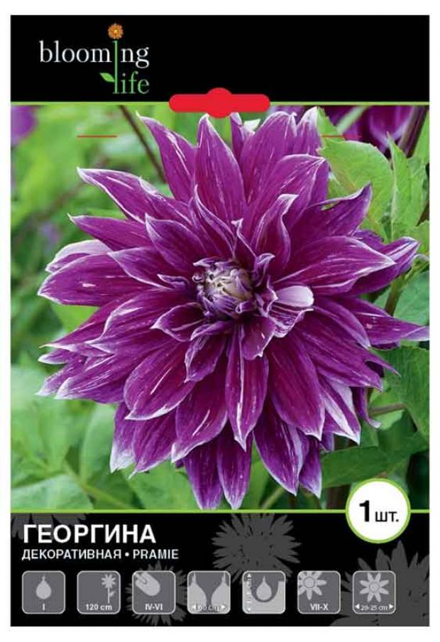 

Саженцы Георгина «Цветочный альянс» Прамие декоративная, 1 шт