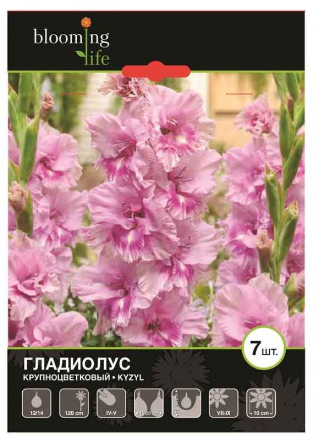 

Саженцы Гладиолус «Цветочный альянс» Кызыл 12/14 крупноцветковый, 7 шт