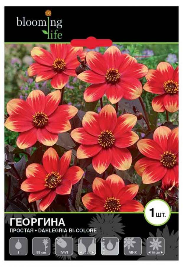 

Саженцы Георгина «Цветочный альянс» Дейлегриа Би-Колор простая, 1 шт
