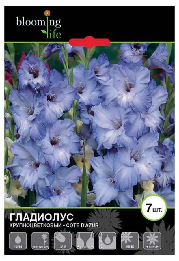 

Саженцы Гладиолус «Цветочный альянс» De Ree 12/14 Коте Д'Азур, 7 шт