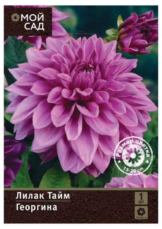 

Саженцы Георгина «Цветочный альянс» Лилак Тайм декоративная, 1 шт