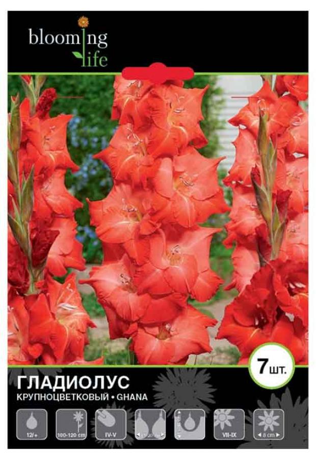 

Саженцы Гладиолус «Цветочный альянс» Гана 12/+ крупноцветковый, 7 шт