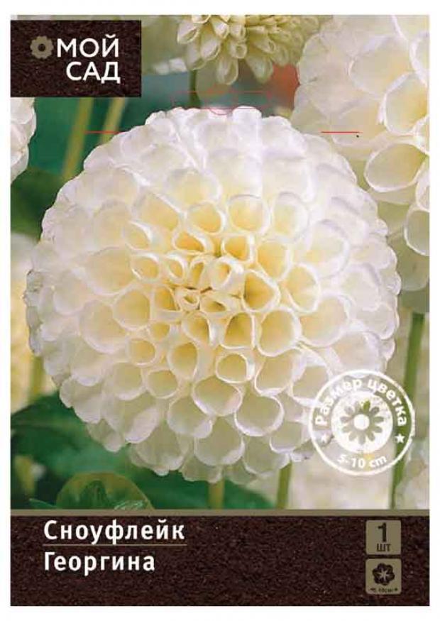 

Саженцы Георгина «Цветочный альянс» De Ree Сноуфлейк, 1 шт