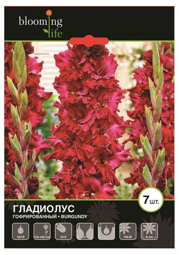 

Саженцы Гладиолус «Цветочный альянс» Бургунди 12/14 гофрированный, 7 шт