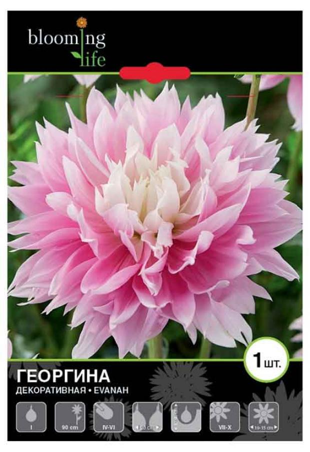 

Саженцы Георгина «Цветочный альянс» Эванах декоративная, 1 шт