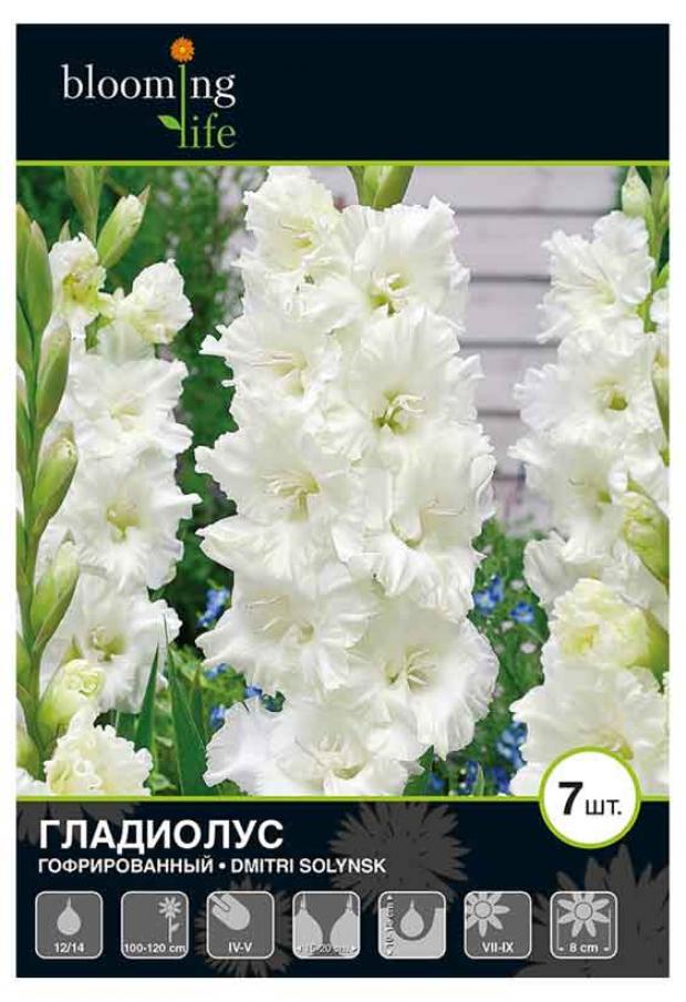 

Саженцы Гладиолус «Цветочный альянс» Димитрий Солунский 12/14 гофрированный, 7 шт