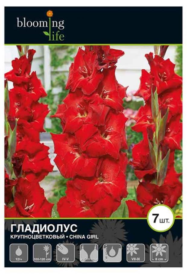 

Саженцы Гладиолус «Цветочный альянс» Чайна Гёл 12/+ крупноцветковый, 7 шт
