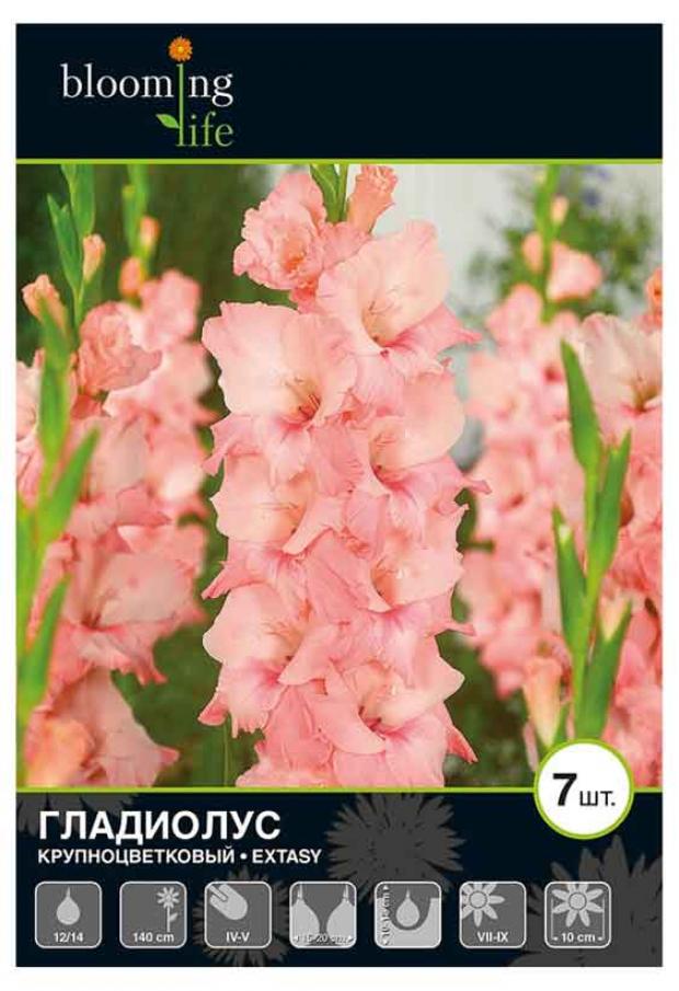 

Саженцы Гладиолус «Цветочный альянс» Экстази 12/14 крупноцветковый, 7 шт