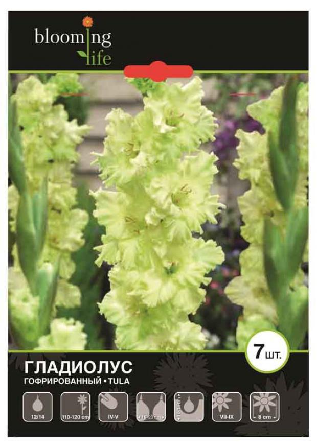 

Саженцы Гладиолус «Цветочный альянс» Тула 12/14 гофрированный, 7 шт