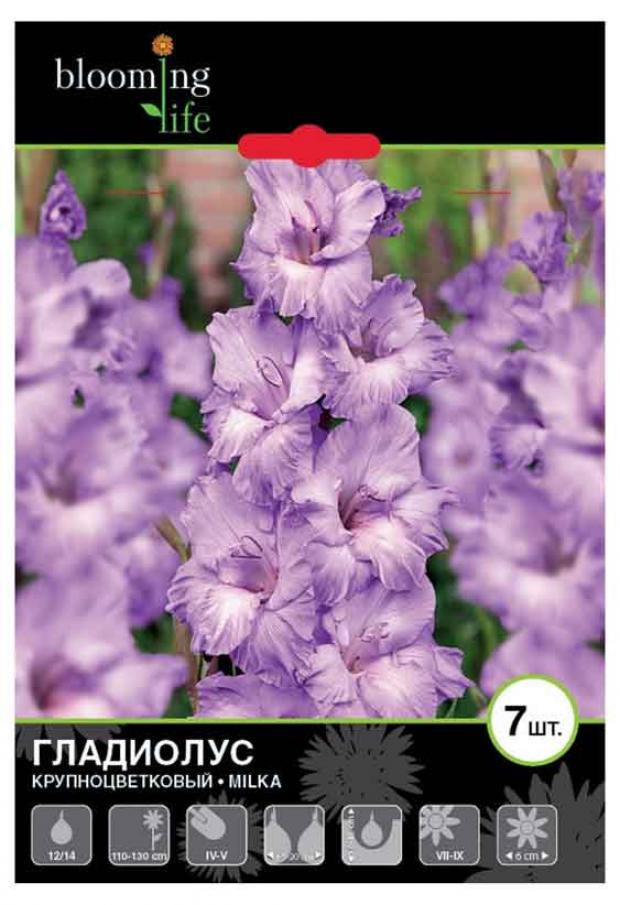 

Саженцы Гладиолус «Цветочный альянс» De Ree 12/14 Милка, 7 шт