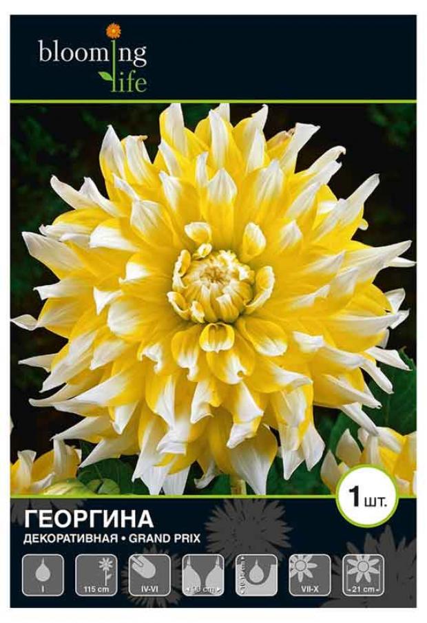 

Саженцы Георгина «Цветочный альянс» Гранд При декоративная, 1 шт
