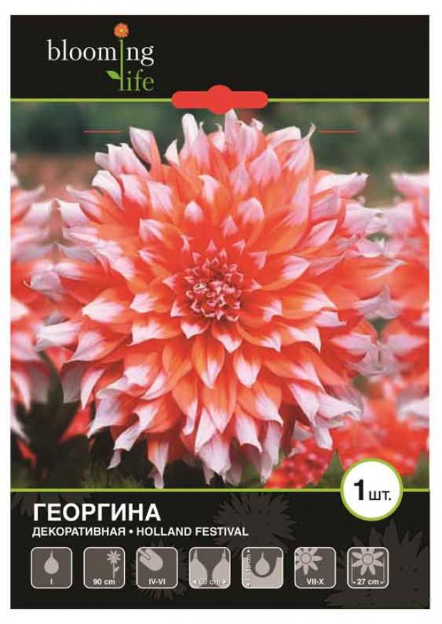 

Саженцы Георгина «Цветочный альянс» Холланд Фестивал декоративная, 1 шт