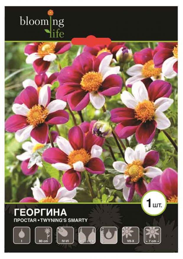 

Саженцы Георгина «Цветочный альянс» Твинингз Смарти простая, 1 шт