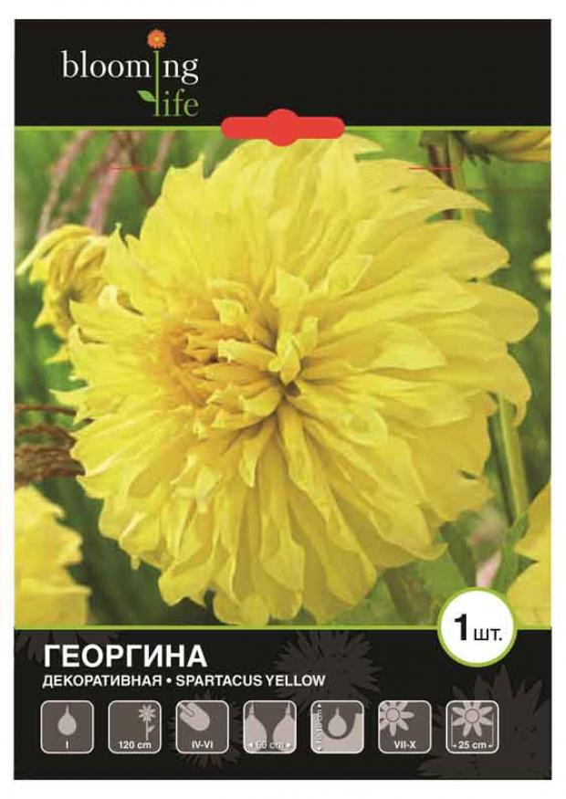 

Саженцы Георгина «Цветочный альянс» Спартакус Йеллоу декоративная, 1 шт