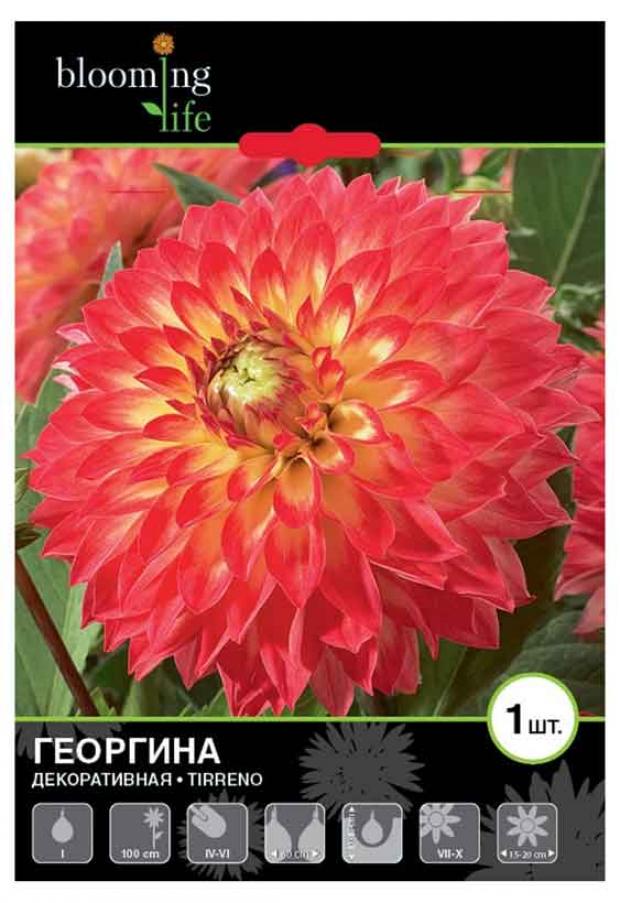 

Саженцы Георгина «Цветочный альянс» Тиррено декоративная, 1 шт