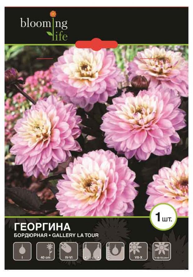 

Саженцы Георгина «Цветочный альянс» Геллери Ла Тур бордюрная, 1 шт