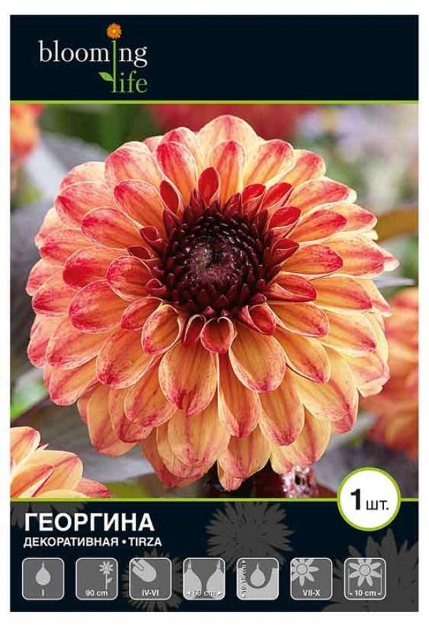 

Саженцы Георгина «Цветочный альянс» Тирза декоративная, 1 шт
