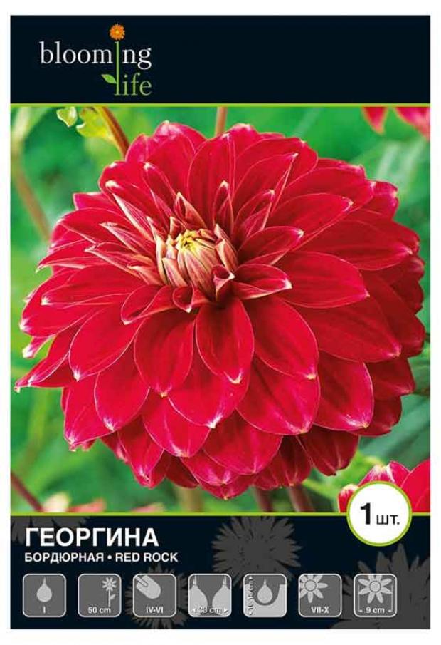 

Саженцы Георгина «Цветочный альянс» Ред Рок бордюрная, 1 шт