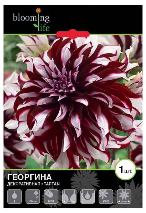 

Саженцы Георгина «Цветочный альянс» Тартан декоративная, 1 шт