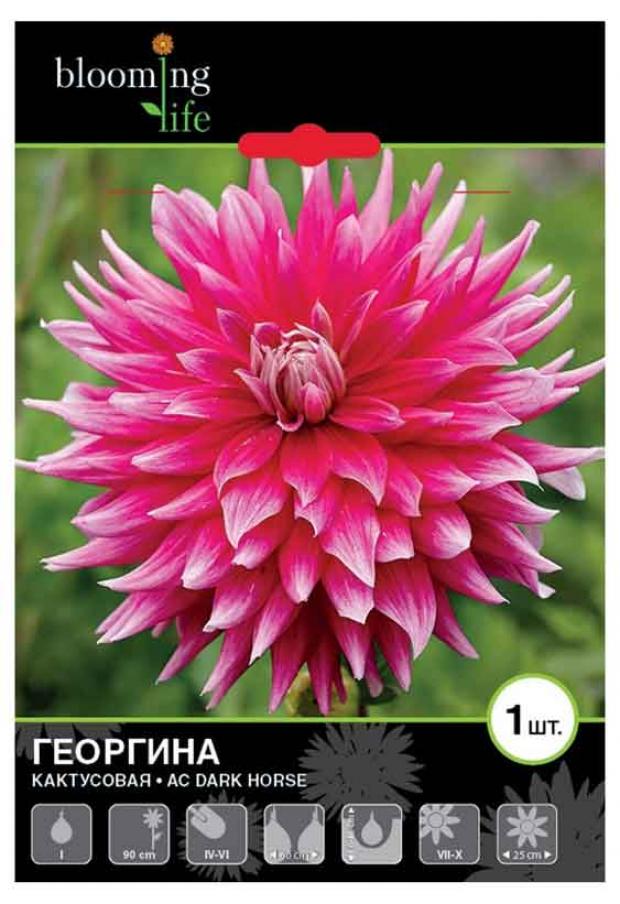 

Саженцы Георгина «Цветочный альянс» Эйс Дарк Хорс кактусовая, 1 шт