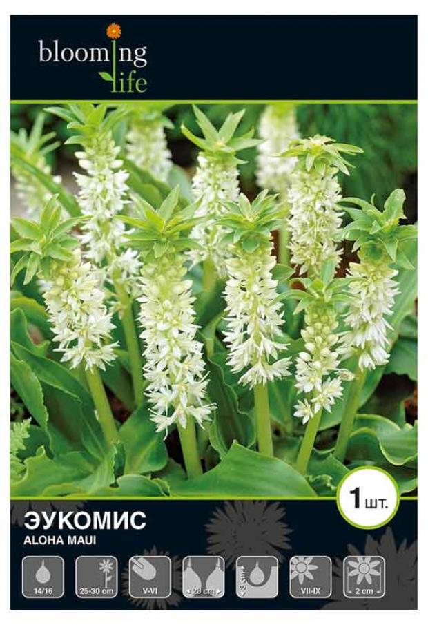 

Саженцы Эукомис «Цветочный альянс» Алоха Мауи 14/16, 1 шт