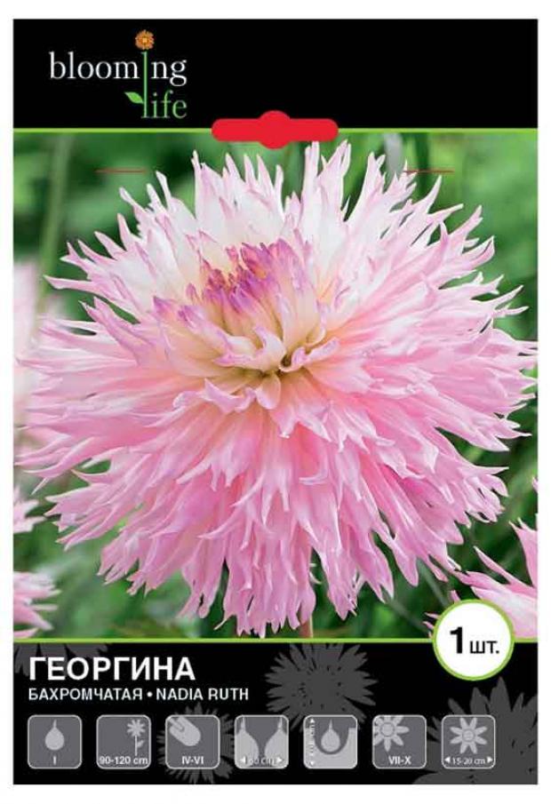 

Саженцы Георгина «Цветочный альянс» Надя Руз бахромчатая, 1 шт