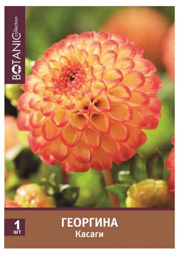 

Саженцы Георгина «Цветочный альянс» Касаги помпонная, 1 шт