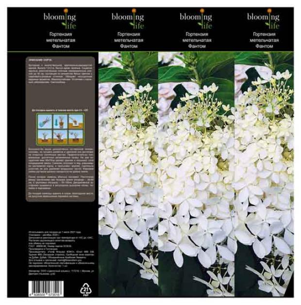 

Саженцы Гортензия «Цветочный альянс» Фантом метельчатая