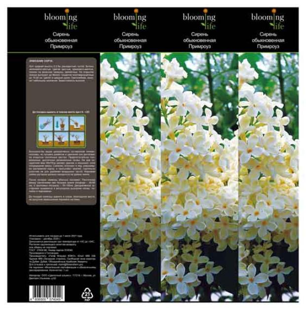 

Саженцы Сирень «Цветочный альянс» Примроуз обыкновенная