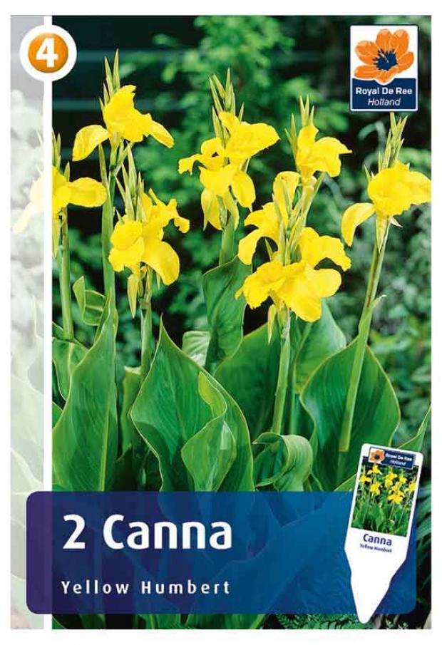 

Саженцы Канна «Цветочный альянс» De Ree Йелоу Хамберт, 2 шт