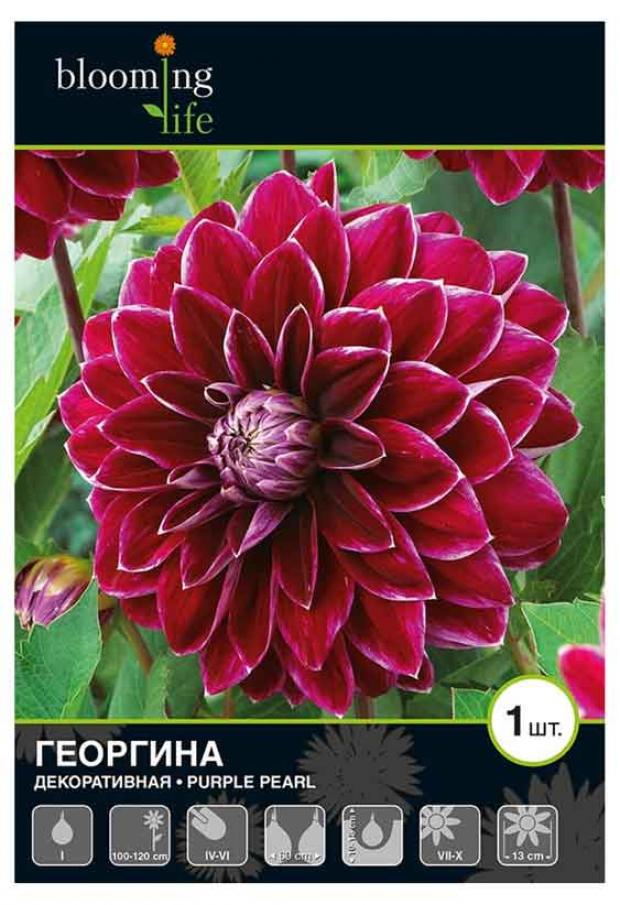 

Саженцы Георгина «Цветочный альянс» Пёрпл Перл декоративная, 1 шт