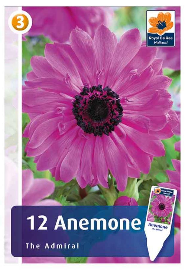 

Саженцы Анемона «Цветочный альянс» De Ree 7/8 Зе Адмирал, 12 шт