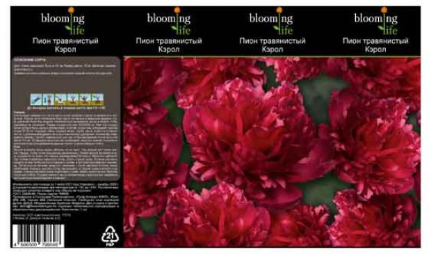 

Саженцы Пион «Цветочный альянс» Кэрол травянистый