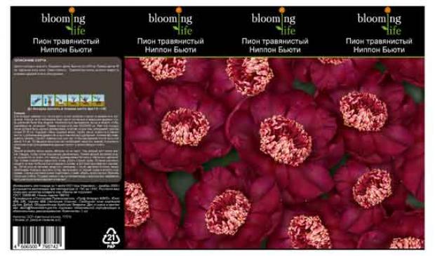 

Саженцы Пион «Цветочный альянс» Ниппон Бьюти травянистый