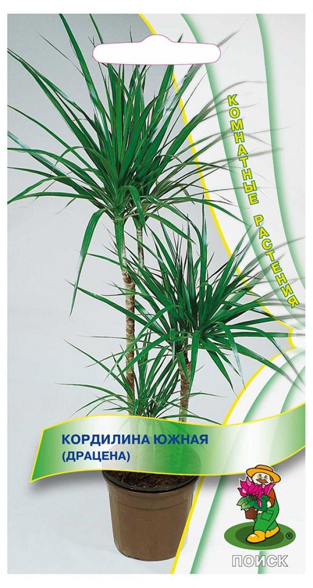 

Семена Кордилина «Поиск» Южная, 5 шт
