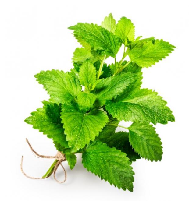 Мелисса Агрохолдинг Московский в горшочке 100 г 70₽