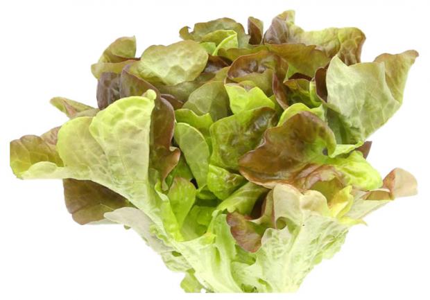 Салат Агрохолдинг Московский Эксклюзив дуболистный красный в горшочке 140 г 70₽