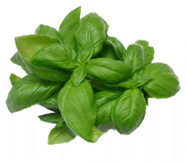 Базилик зеленый Агрохолдинг Московский в горшочке 150 г 70₽