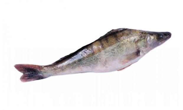 Судак неразделанный «Экор», вес