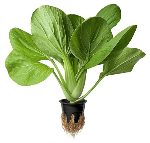 Салат Пак-чой Агрохолдинг Московский 200 г 70₽